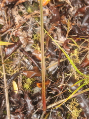 Thelymitra pulchella
