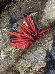 Heterocentrotus mamillatus