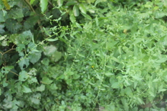 Rumex conglomeratus