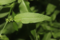 Rumex conglomeratus