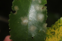 Cephaleuros lagerheimii