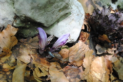 Lathraea clandestina