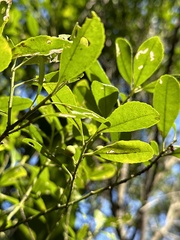 Ilex maximowicziana