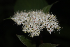 Viburnum tinus
