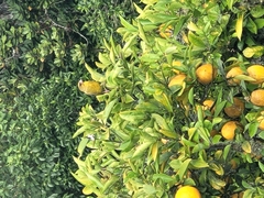 Chloris chloris chloris