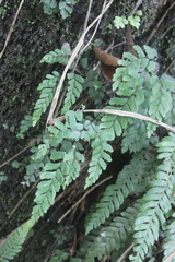 Adiantum cunninghamii