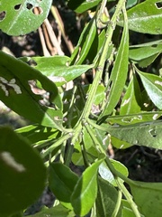 Ilex maximowicziana