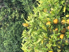 Chloris chloris chloris