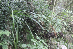 Machaerina sinclairii