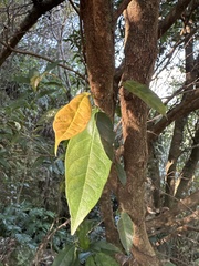 Ficus sarmentosa nipponica