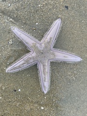 Astropecten armatus
