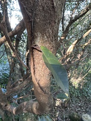 Ficus sarmentosa nipponica