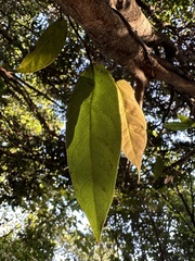 Ficus sarmentosa nipponica
