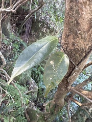 Ficus sarmentosa nipponica