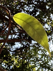 Ficus sarmentosa nipponica