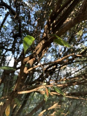 Ficus sarmentosa nipponica