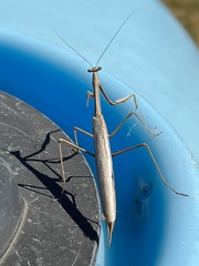 Archimantis