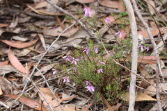 Tetratheca rubioides