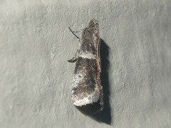 Quasisalebria atratella