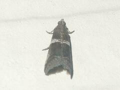 Quasisalebria atratella