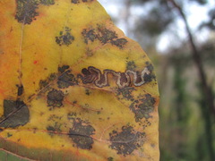 Simplimorpha promissa