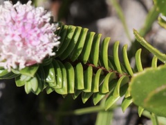 Pimelea ferruginea