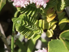 Pimelea ferruginea
