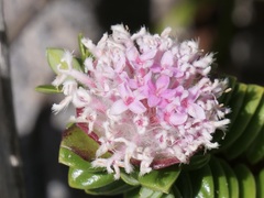 Pimelea ferruginea