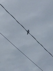 Artamus leucorynchus