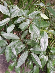 Magnoliopsida