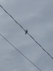 Artamus leucorynchus