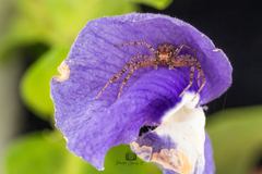 Indoxysticus minutus