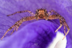 Indoxysticus minutus