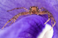 Indoxysticus minutus