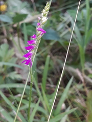 Spiranthes australis