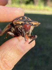 Macrotristria angularis