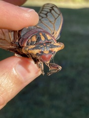 Macrotristria angularis