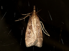 Eudonia octophora