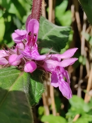 Stachys palustris