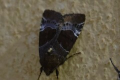 Hampsonodes mastoides