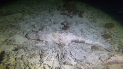 Cymbacephalus beauforti