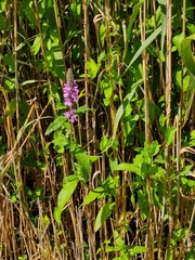 Stachys palustris