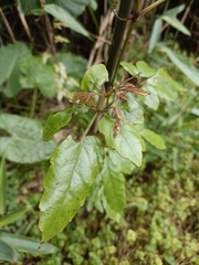Causonis corniculata