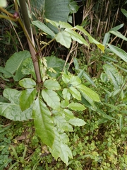 Causonis corniculata