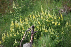 Lupinus arboreus