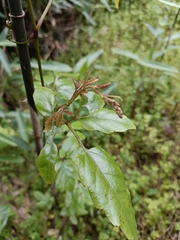 Causonis corniculata