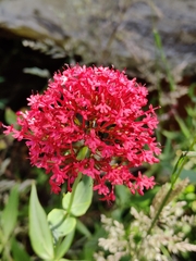 Centranthus ruber