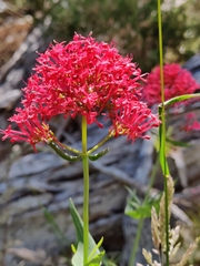 Centranthus ruber