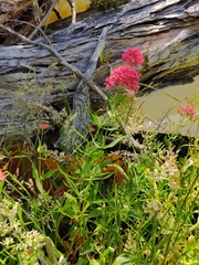 Centranthus ruber