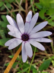 Dimorphotheca fruticosa